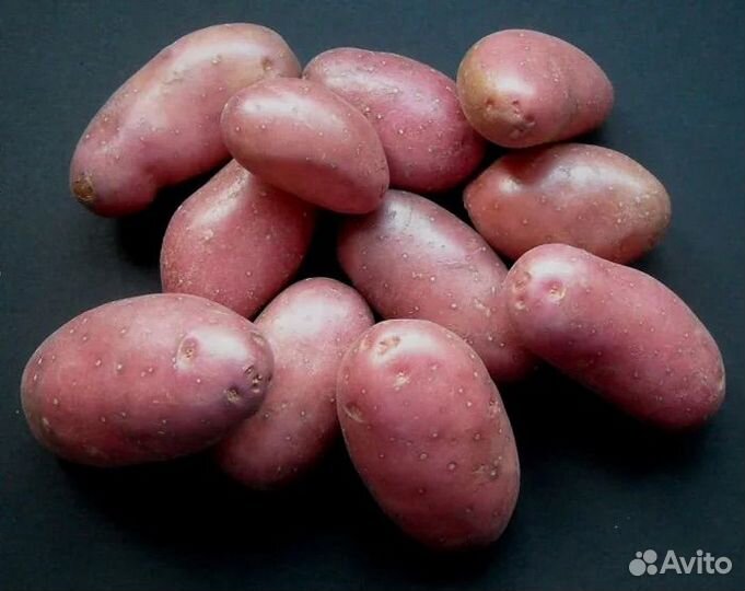Продам семеные картошки