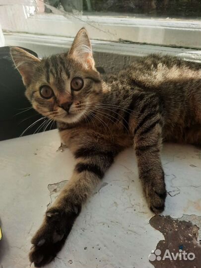 Кошка бесплатно