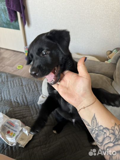 Собака лабрадор