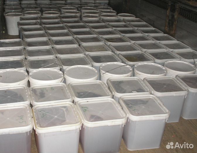 Донниковый мед оптом