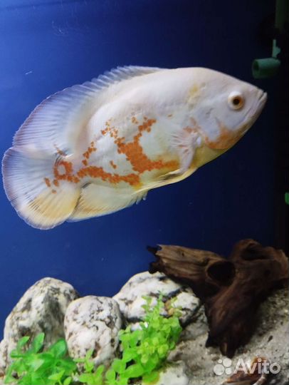 Астранотус