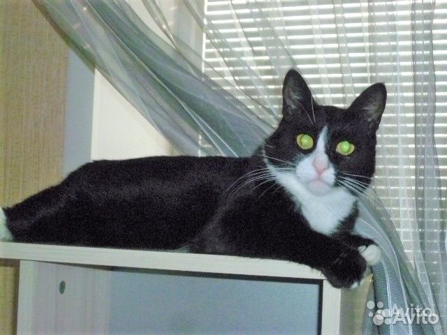 Передержка кошек