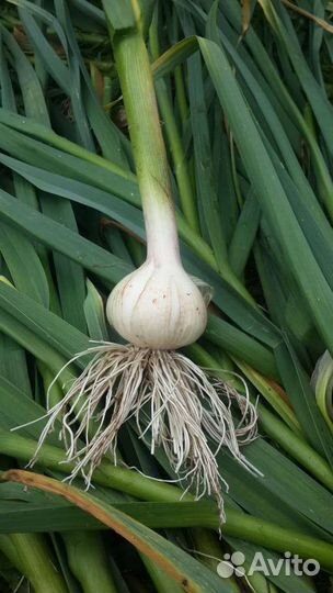 Чеснок озимый