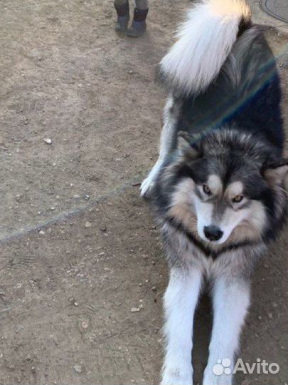 Маламут вязка