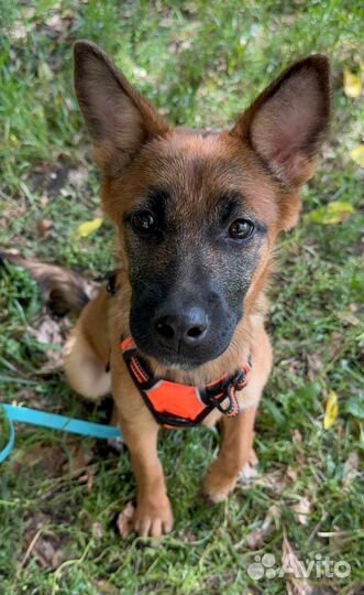 Щенок метис малинуа в добрые руки