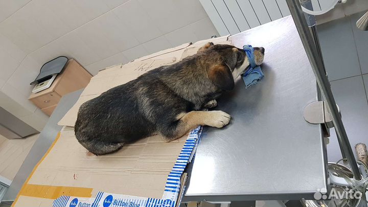 Собака в добрые руки