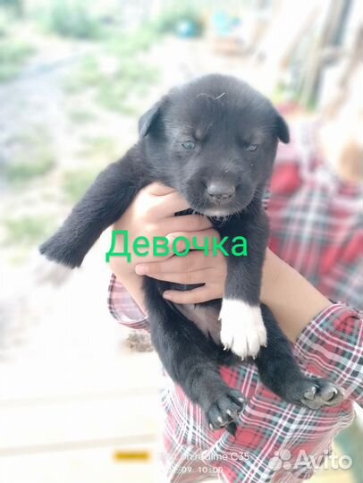 Щенки в добрые руки