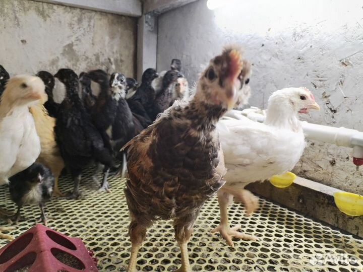 Цыплята 1 месяц