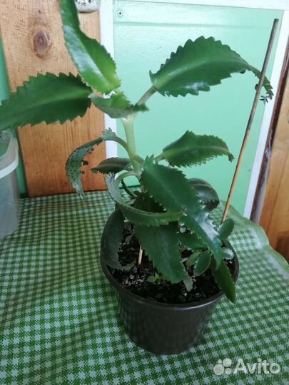 Каланхоэ лекарственный