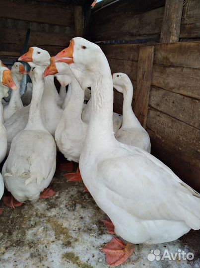 Холмогорские гуси