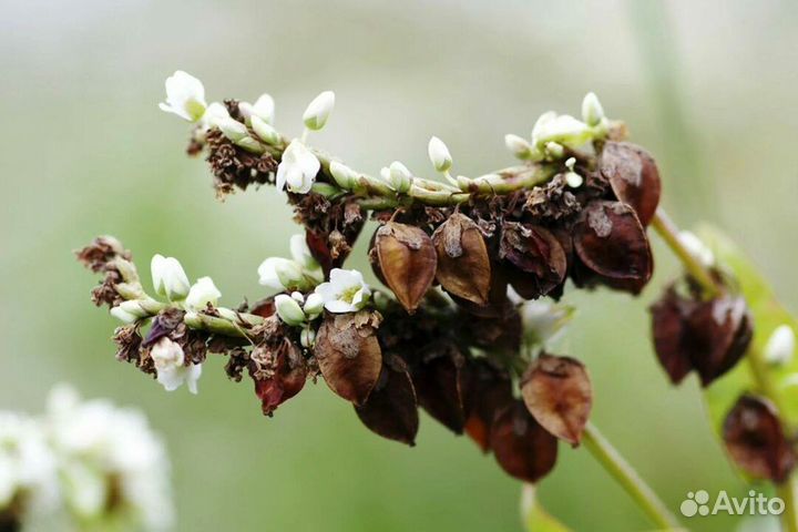 Семена гречихи