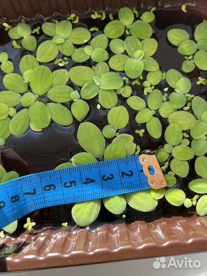 Растение для аквариума Пистия + ряска, + улитка