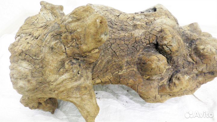 Коряги для террариума