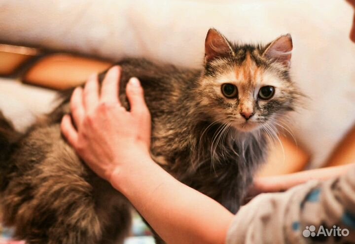 Софа кошка в самые добрые руки
