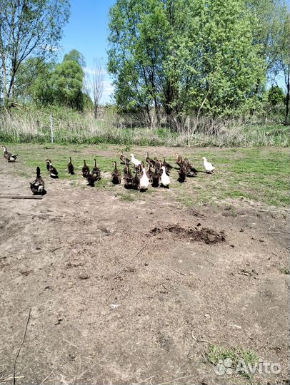 Инкубационное яйцо утки башкирские