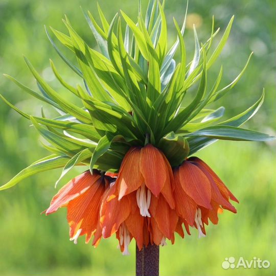 Садовые цветы