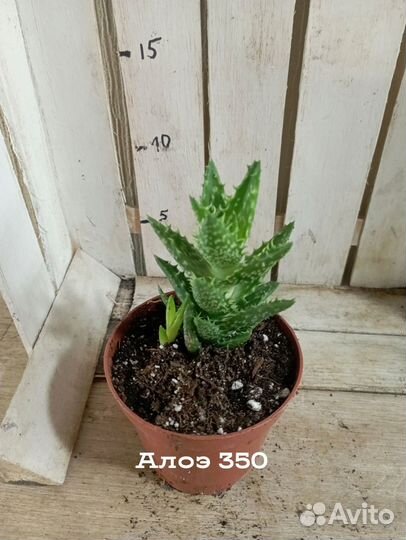 Комнатные цветы растение суккулент алоэ Скуарроса