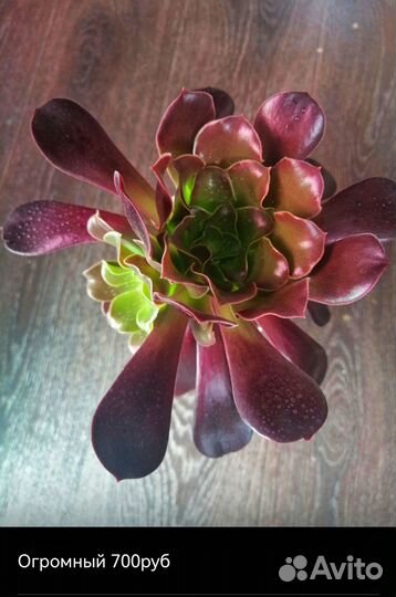 Редкие суккуленты