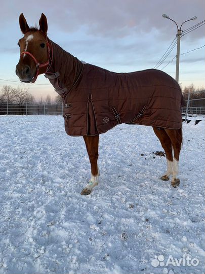 Капоры под попону для лошади дождевые демисезон