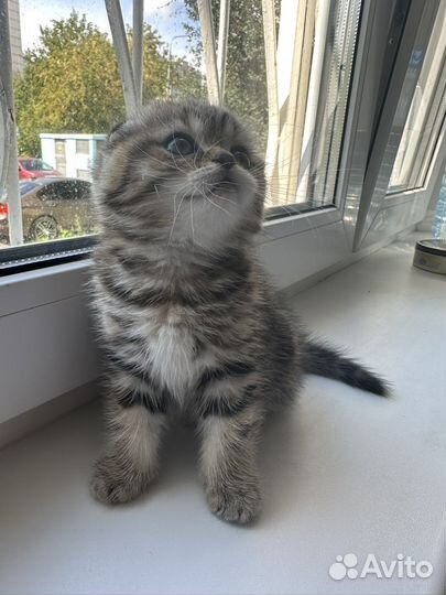 Британская вислоухая мраморная шиншилла