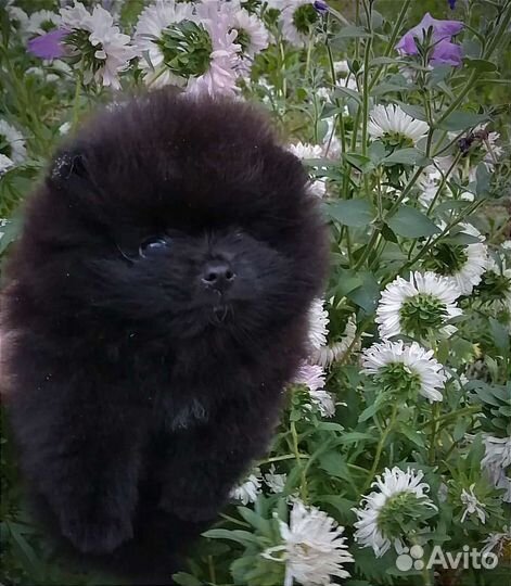 Померанский мальчик