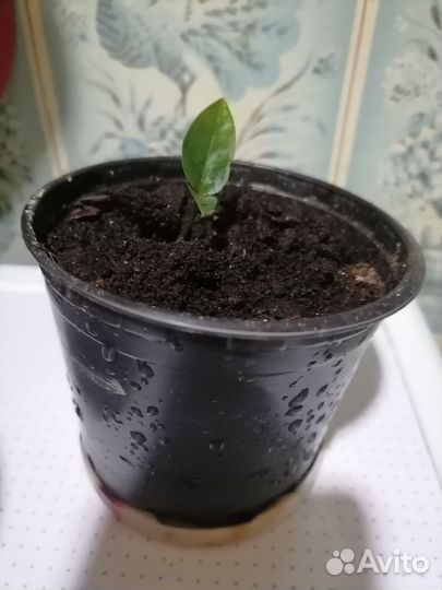 Замиокулькас