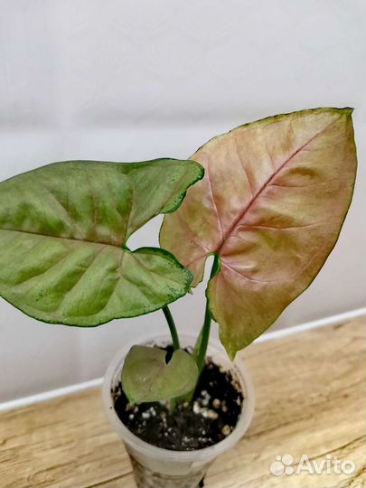 Сингониумы сортовые