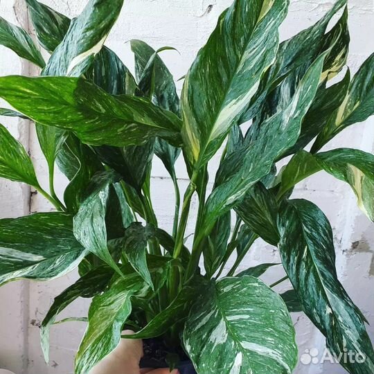 Спатифиллум 