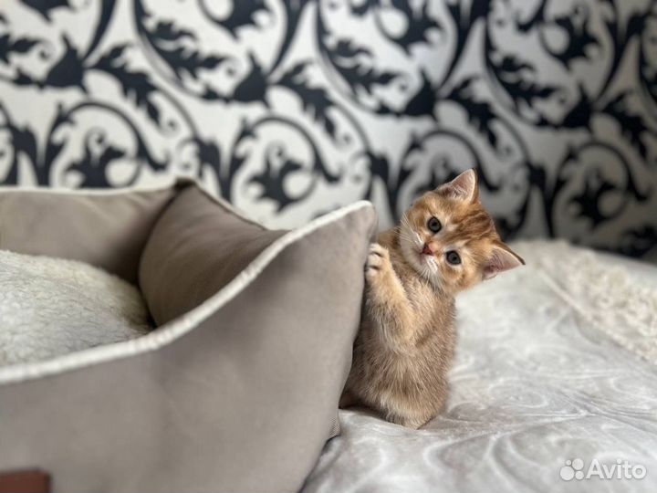 Котята британской шиншиллы