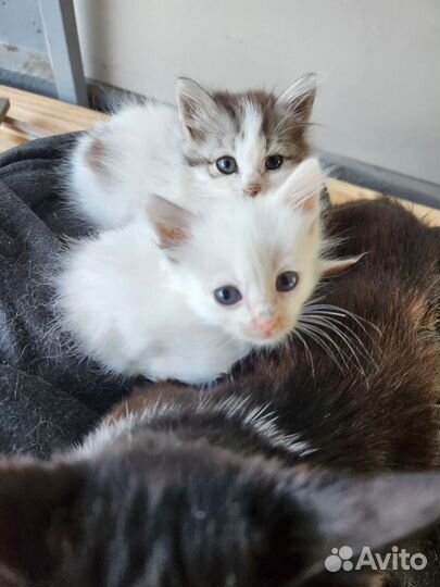 Котята