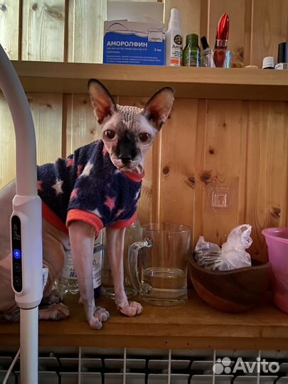 Канадский сфинкс