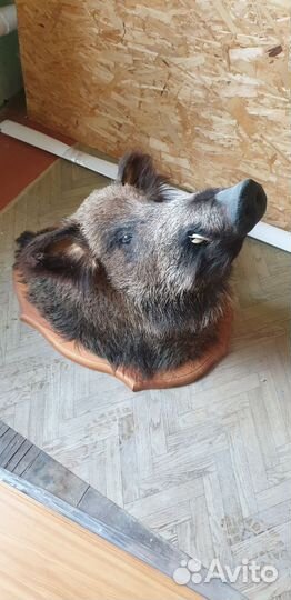 Чучело кабана