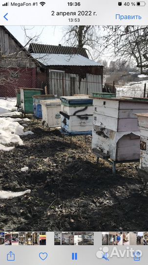 Продам пчелосемьи