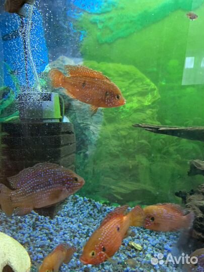 Хромис -красавец, цихлиды -мальки 4-5 см