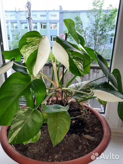 Монстера вариегатная Альба