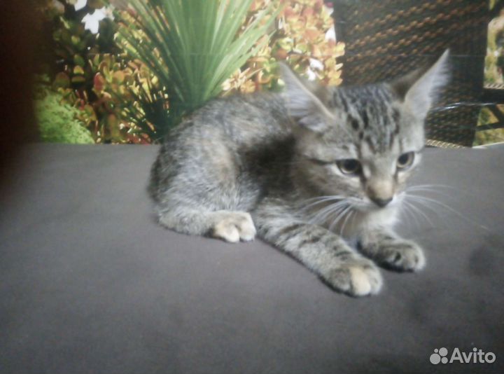 Котята в добрые руки приучены к лотку