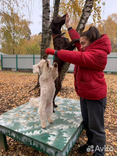 Домашняя/квартирная передержка собак