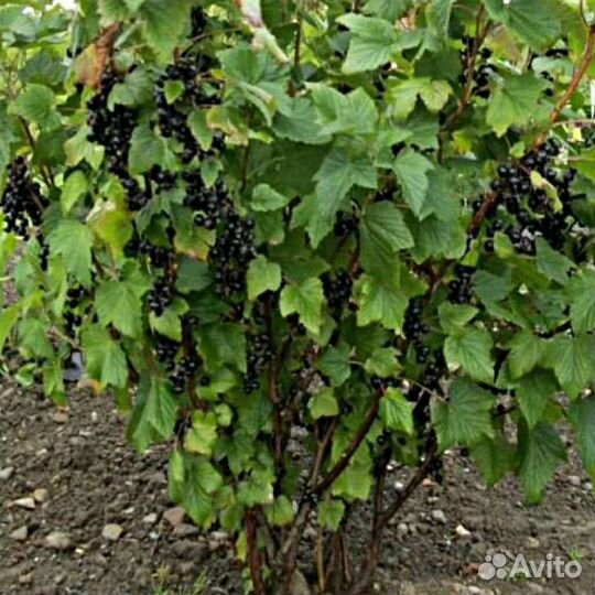 Черная смородина 