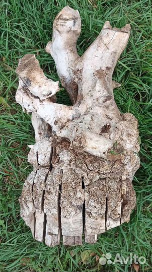 Корень дерева