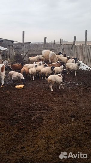 Молодые ярки