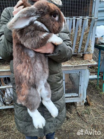 Французские бараны