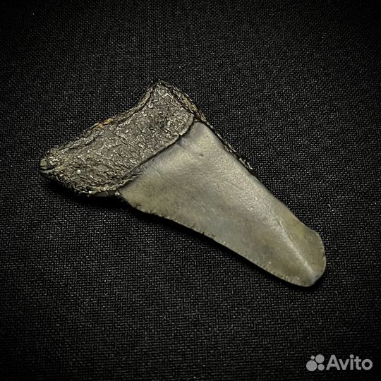 Зуб Мегалодон окаменелость ископаемый акула