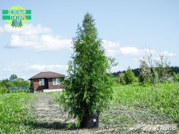 Туи брабант 1,2 м свежая копка 2023