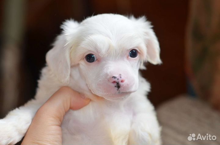 Пуховый Белый Очаровательный