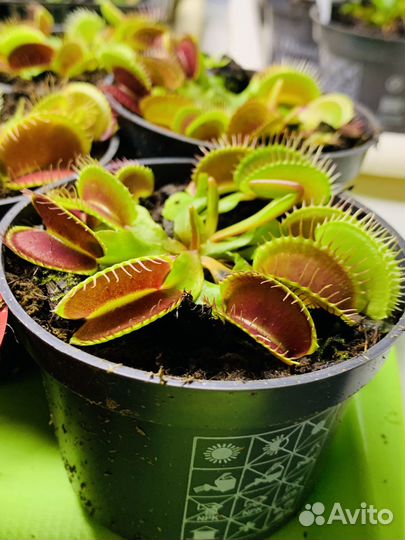 Семена. Венерина мухоловка. Саррацения