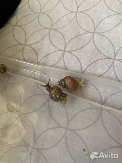 Улитки ахатины