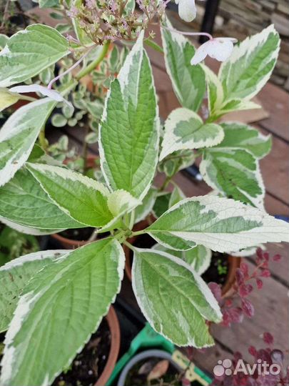 Гортензии крупнолистные и метельчатые