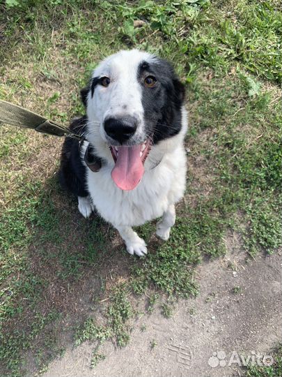 Найдена собака