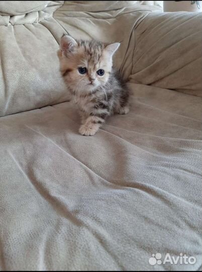 Золотые котята