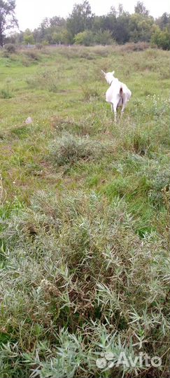 Продам дойных коз. Все вопросы по телефону